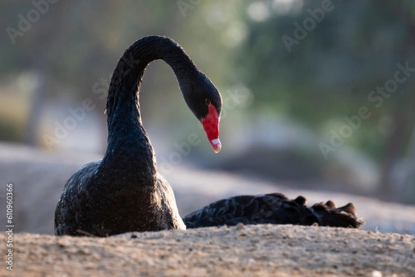 Obraz black swan silhouette graceful
