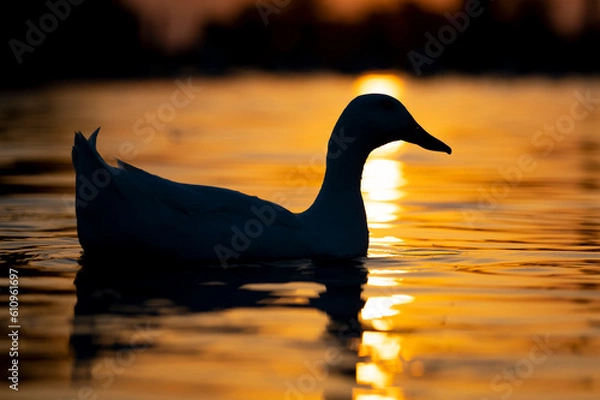 Obraz white duck at sunset