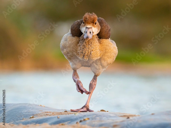 Obraz Egyptian duck chick