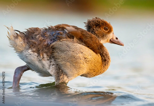 Obraz Egyptian duck chick