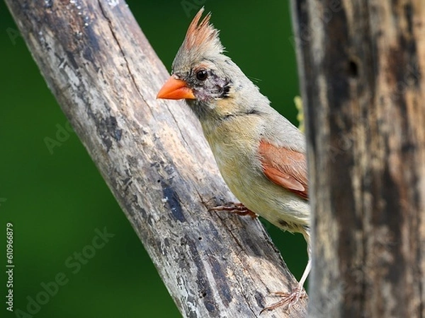 Obraz Female cardinal on a branch, topknot