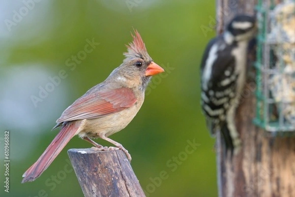 Obraz Cardinal looking at woodpecker