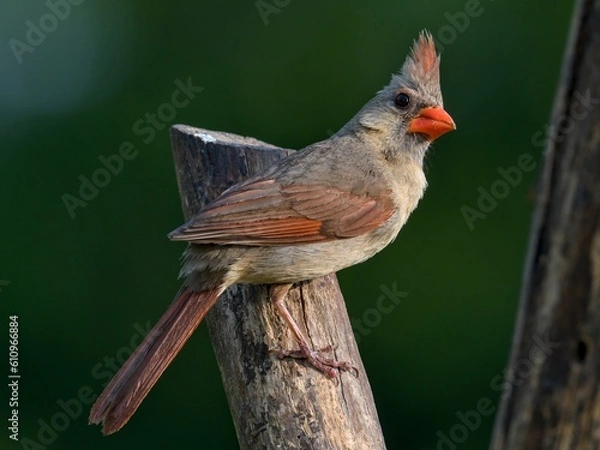 Obraz cardinal on a fence