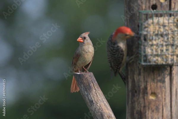 Obraz Female cardinal on a branch