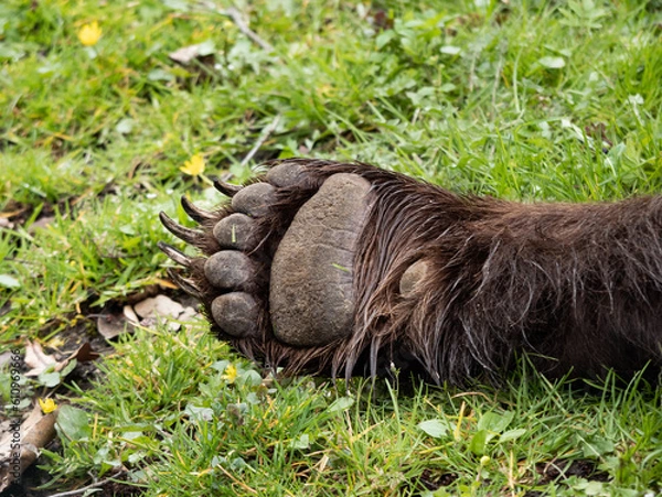 Obraz Forepaw of a brown bear (ursus arctos). Paw with claws lying on green grass. Close-up of the front leg with wet fur.