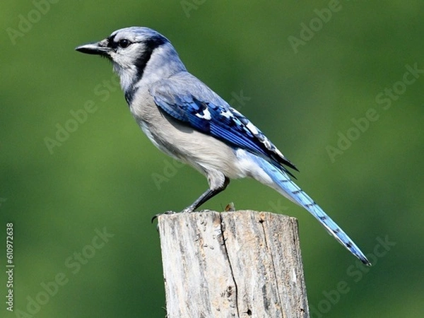 Obraz blue jay on a branch