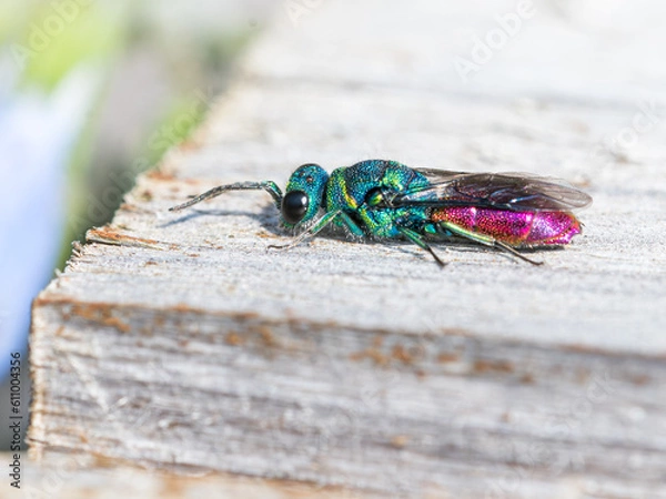 Fototapeta Alien looking emerald wasp in the sun