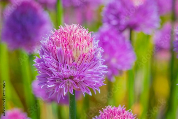 Fototapeta Field of Chives