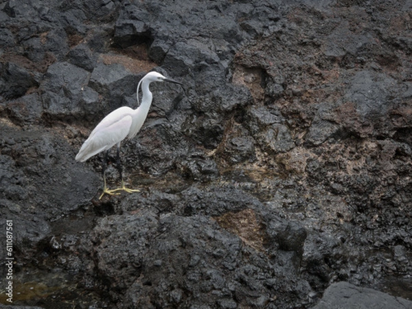 Fototapeta Egret fishing in a puddle of volcanic coast