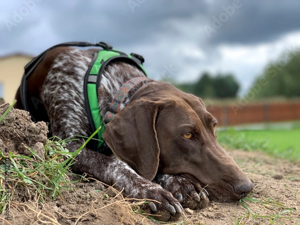 Fototapeta German shorthaired pointer dog - spring time