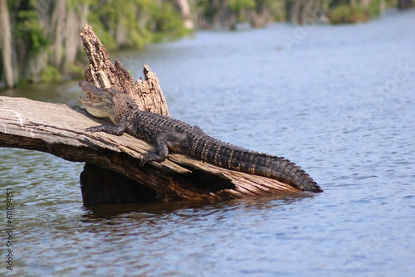 Obraz Alligator double chin