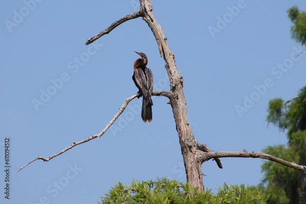 Obraz Anhinga perched on a tree