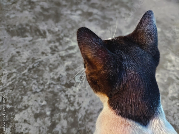 Obraz Cropped shot of a black and white cat. cat looking to the side. Close-up cat, blurred street background, back view of a cat.
