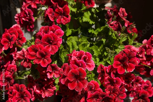 Fototapeta red tulips in garden