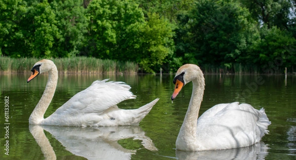 Obraz white swans on a pond on a clear day