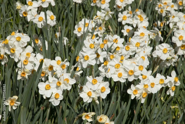 Fototapeta White and Yellow Daffodils