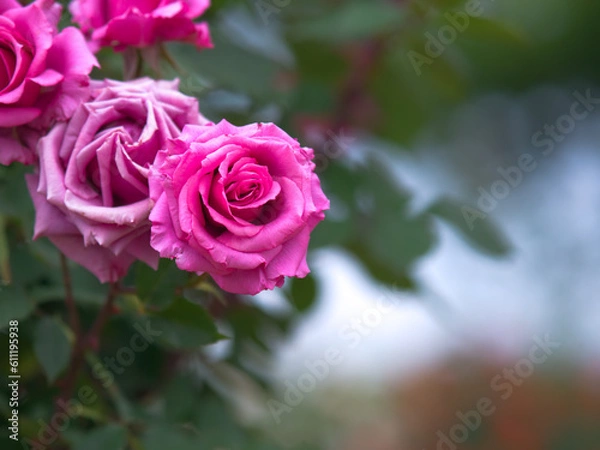 Obraz ピンクの薔薇