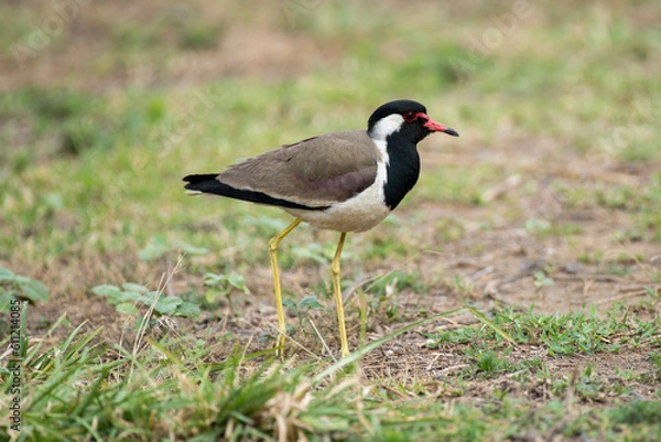 Fototapeta Red wattled lapwing bird resting in the grass with use of selective focus 
