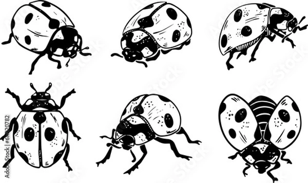 Obraz Sketch style six ladybug set illustration black lineart isolated on white background