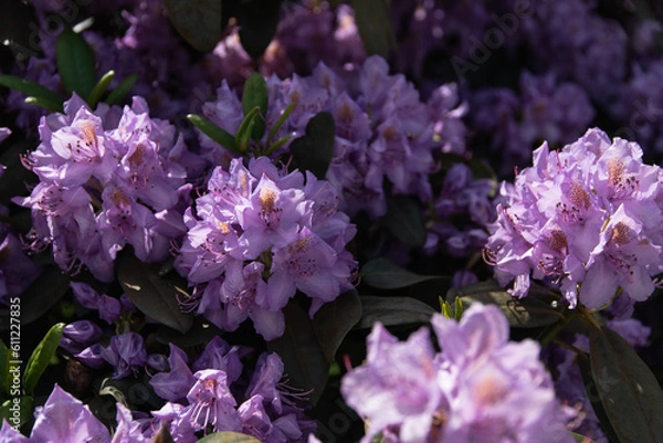 Obraz Beautiful purple flowers in sunset light.