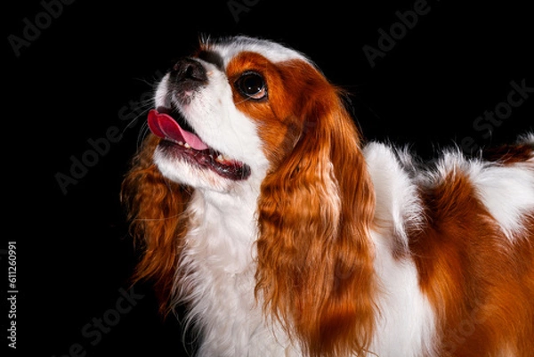 Fototapeta Cavalier King Charles Spaniel