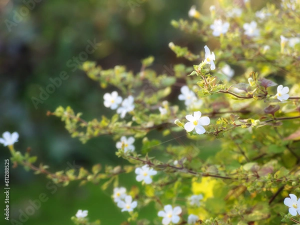 Obraz Nature, garden and white flowers in field for natural beauty, spring mockup and blossom. Countryside, plant background and closeup of floral bush for environment, ecosystem and botanical growth