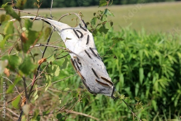 Fototapeta Caterpillars of fruit ermine moth (Yponomeuta padellus) on a tree branch.Tree and leaf pests and diseases.