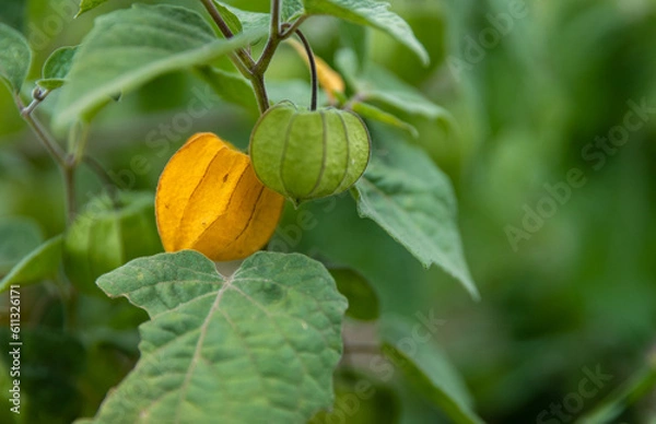 Obraz Bright Yellow Gooseberry Fruit in the Garden