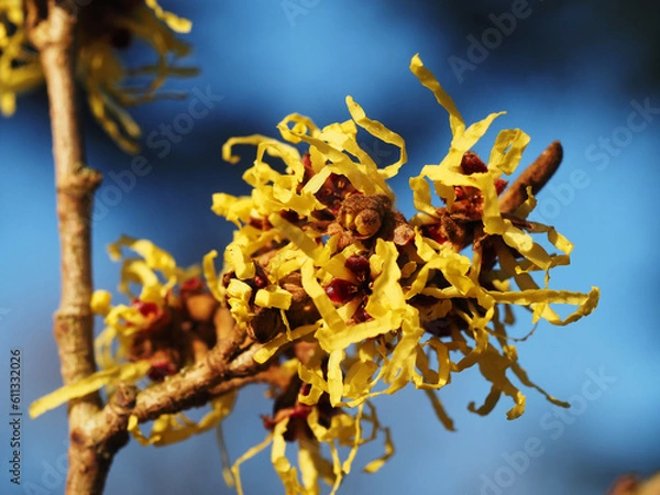 Obraz Hamamelis Mollis