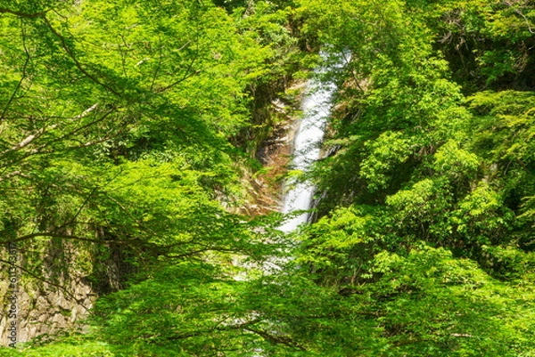 Fototapeta 布引の滝（雌滝）と新緑　神戸市中央区にて