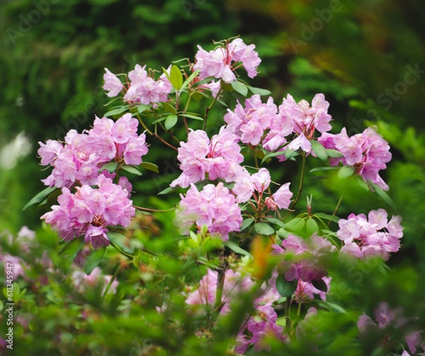 Obraz rhododendron