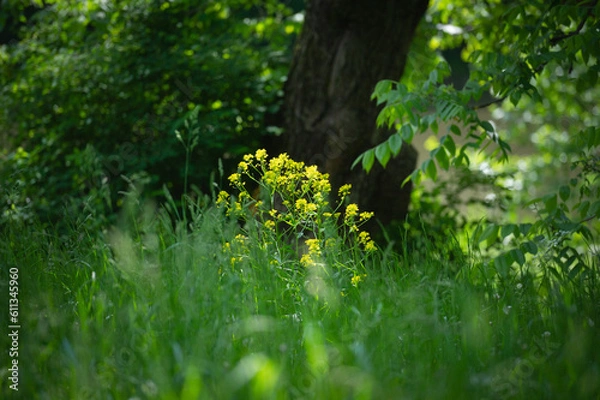 Obraz  flower and grass