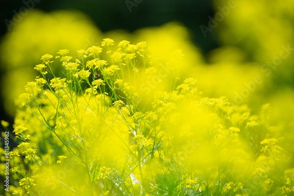 Obraz blooming flower