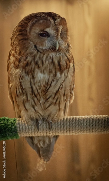 Obraz owl