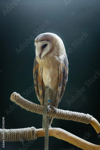Obraz barn owl