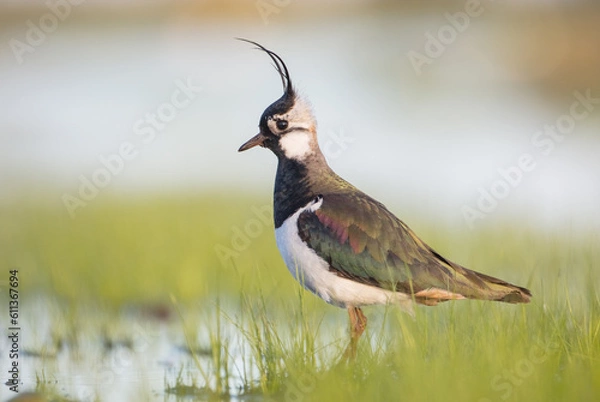 Obraz Northern lapwing - male bird at a wetland in spring
