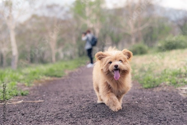 Fototapeta 森で走り回る犬