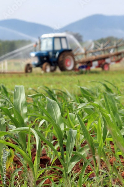 Fototapeta Plantation of Fodder Corn and tractor