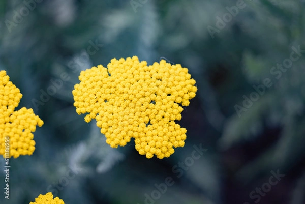 Obraz yellow flowers