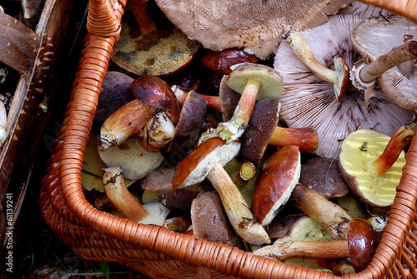 Fototapeta grzyby