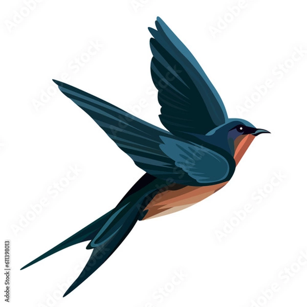 Obraz The barn swallow bird vector illustration, flying Hirundo rustica martin bird vector image, he national bird of Austria and Estonia vector drawing