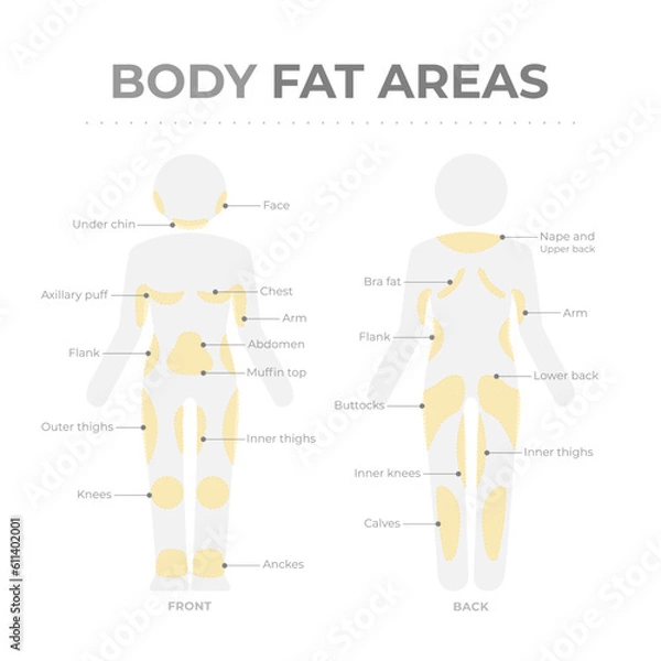 Obraz Body fat areas medical poster with fat storage problems.
Editable vector infographic of human body pictogram with text and fat deposit areas.
Location of adipose tissue in front and back body parts