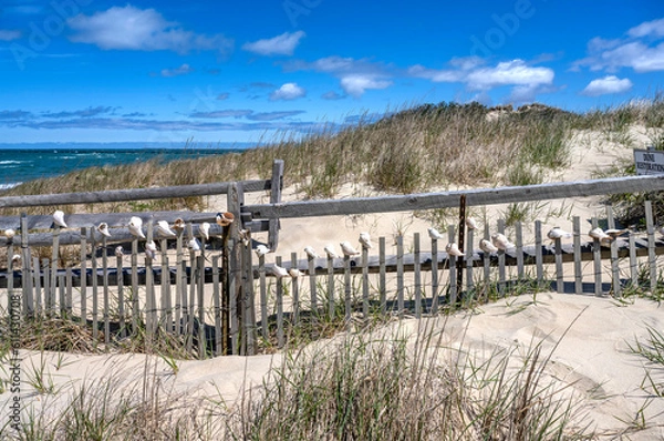 Fototapeta Seashell fance