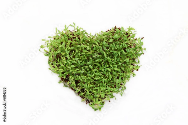 Obraz herz aus kresse