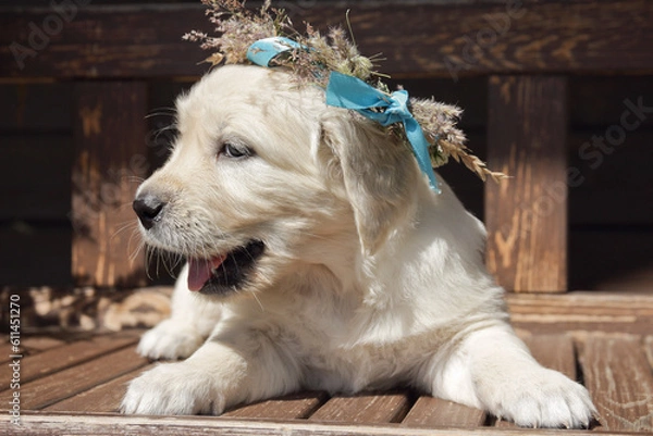 Fototapeta golden retriever puppy  in a rustic style with wreath on the head