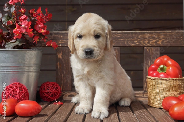 Fototapeta golden retriever puppy  in a rustic style