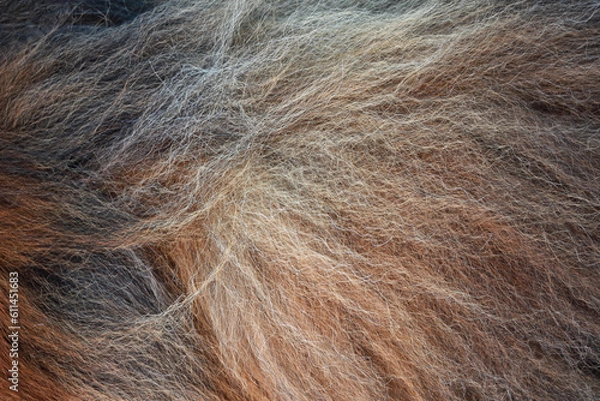 Fototapeta Tibetan mastiff fur background