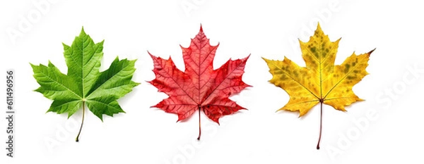 Fototapeta Vibrant Maple Leaves and Fall Color's, Showcase the Beauty of Nature on a White Background.