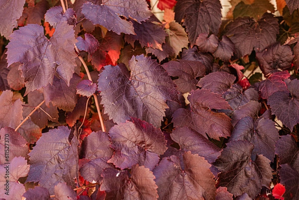 Obraz red maple leaves