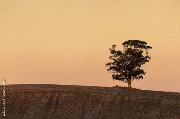 Obraz tree at sunset